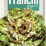 Franchi Radicchio Zaden Cicoria Castelfranco