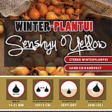 Winter Plantuien Senshy Yellow 250g
