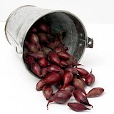 Plantuien Bio Red Baron 250gr