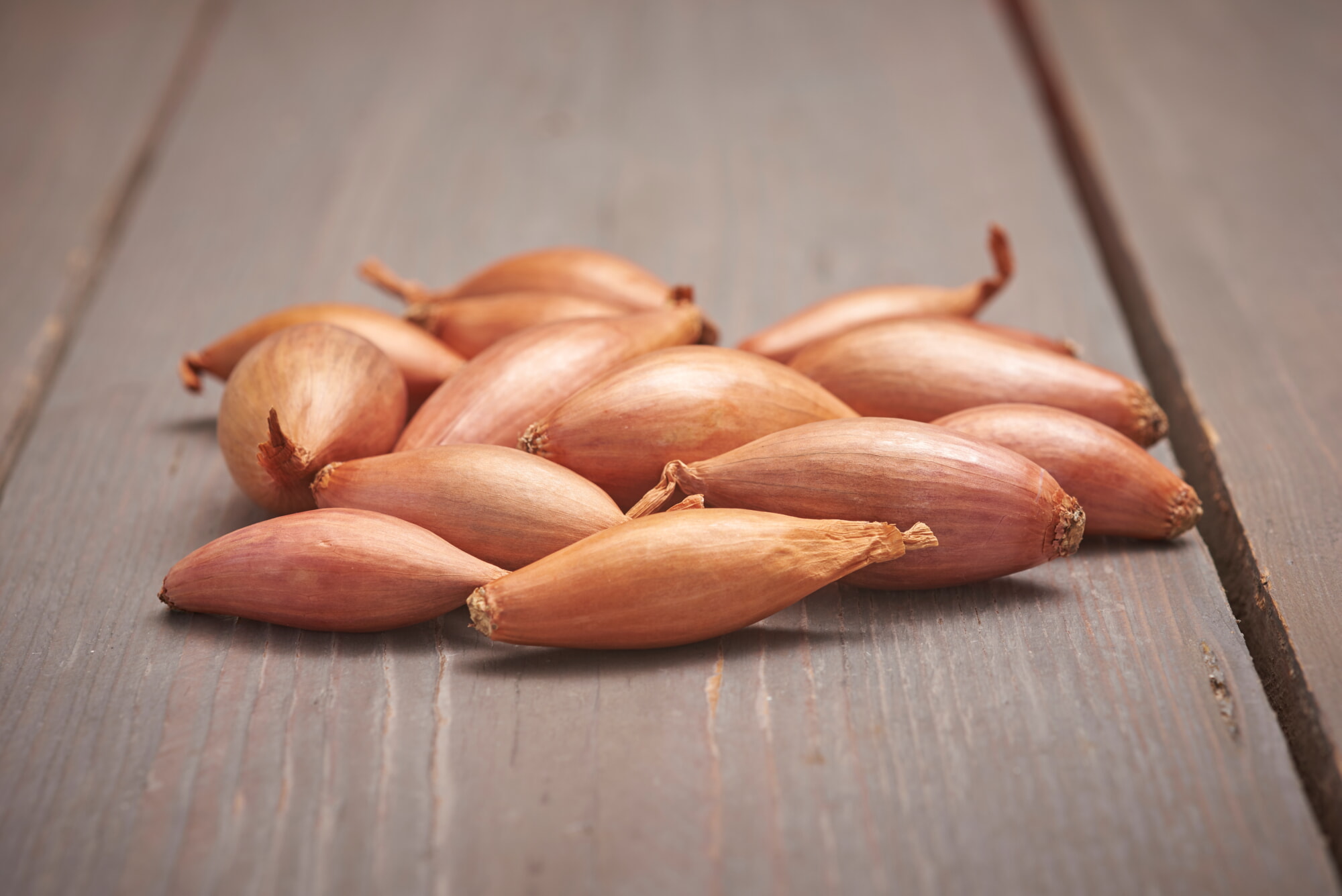 Plantsjalotten Longor 500gr