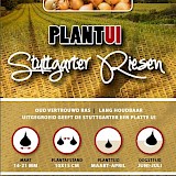 Plantuien Stuttgarter Riesen 500gr