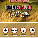 Plantsjalotten Red Sun 250gr