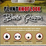 Plantknoflook Blanke Reuzen 5st