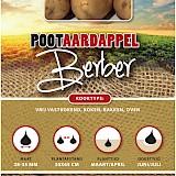 Pootaardappel Berber 1 Kg