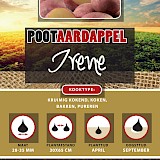 Pootaardappel Irene 28/35 1 Kg