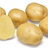 Pootaardappel Bio Twister 1 Kg