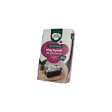 Mini Champ Home Growing Konings oester