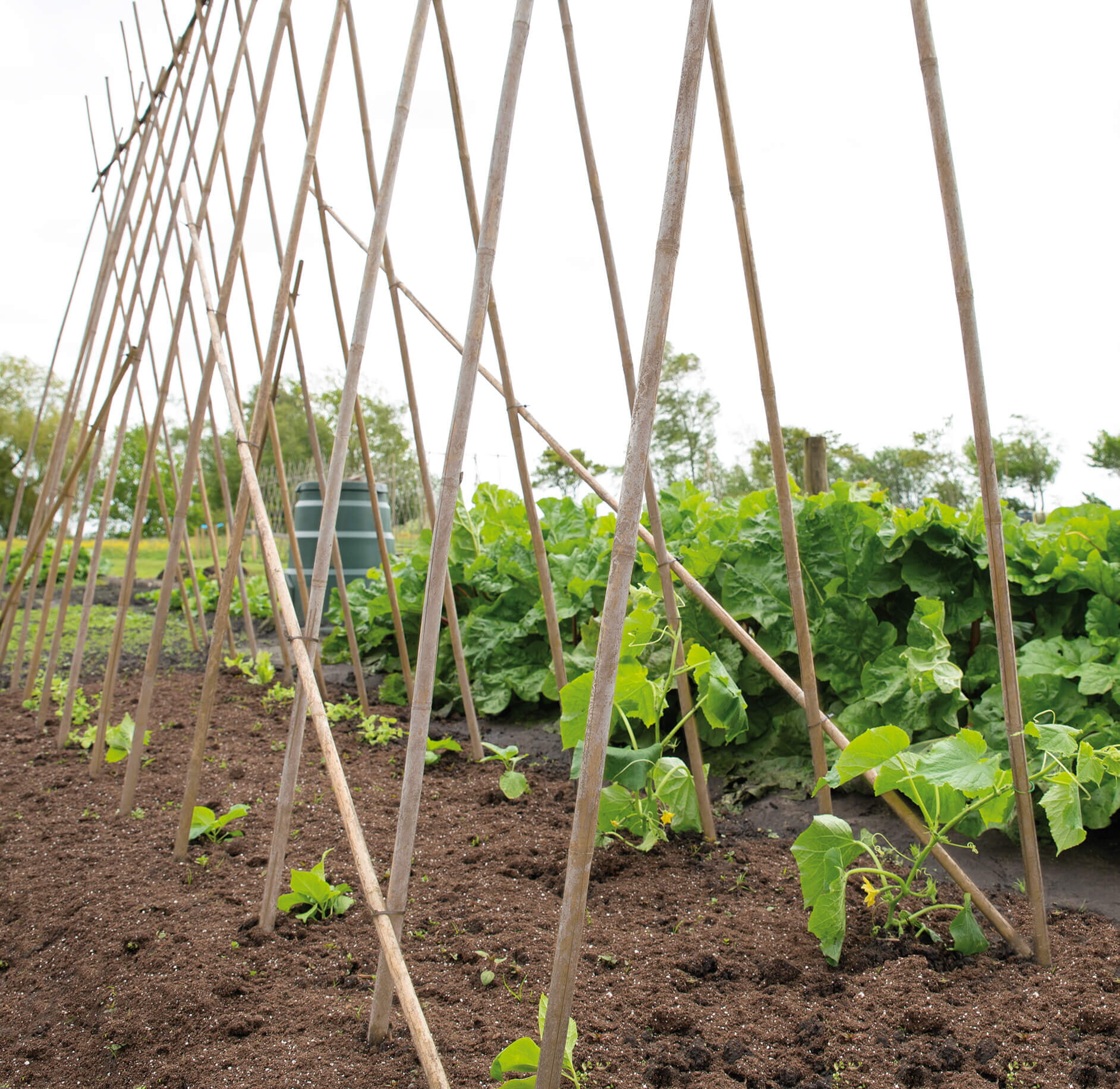 SOGO Tonkinstokken 120cm 10/12 10st