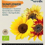 Buzzy Biologische Zonnebloem Zaden Compact Spray