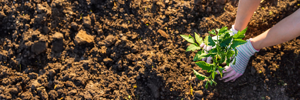 Een ecologische tuin aanleggen