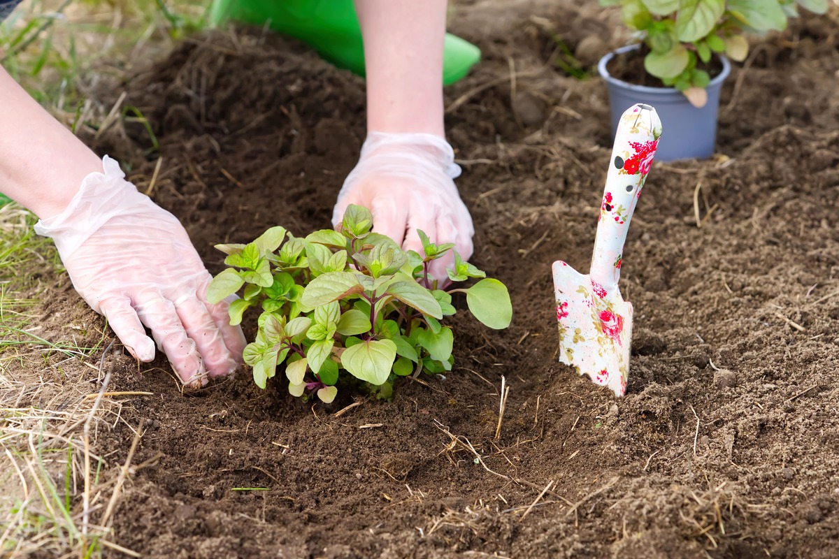 april en mei komkommers courgettes en pompoenen