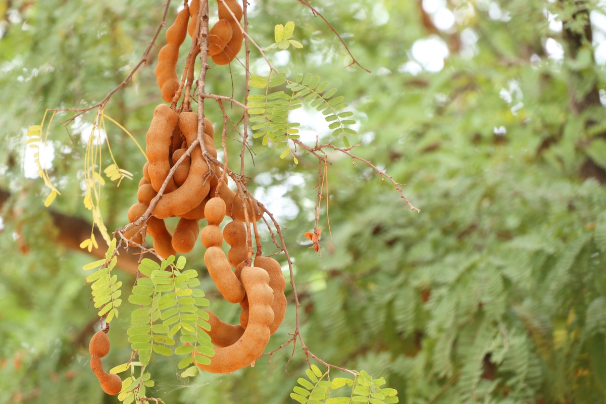 2 maak je eigen pindaslinger