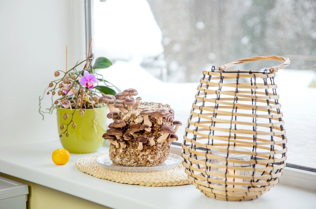 paddenstoelen kweken