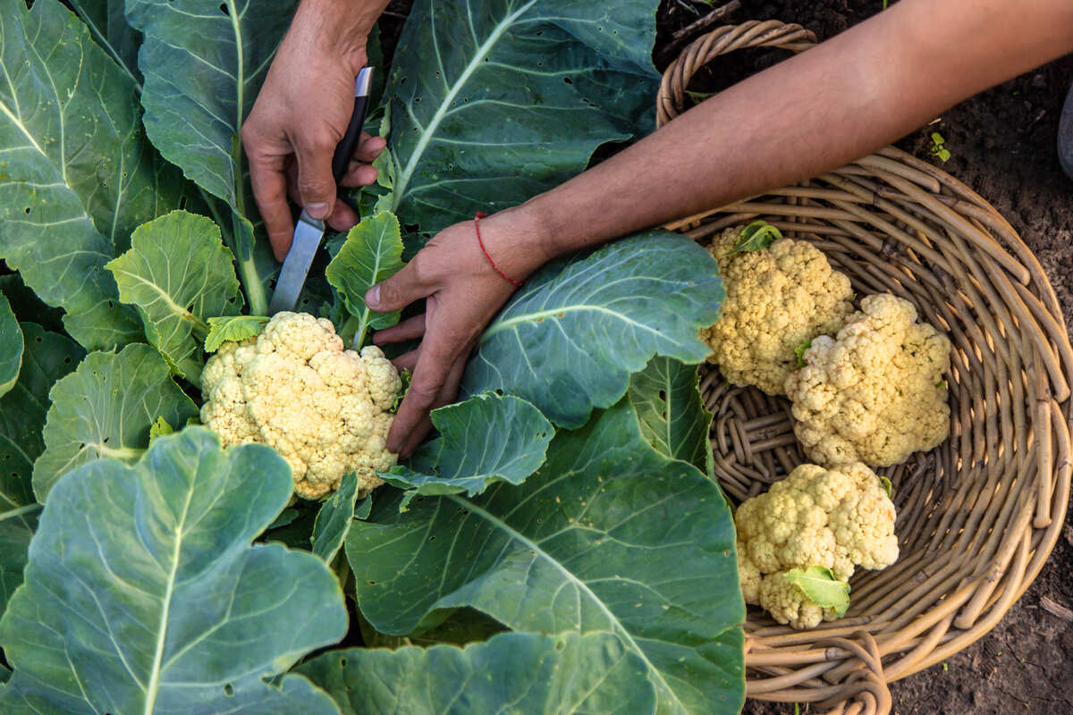 wanneer kolen oogsten