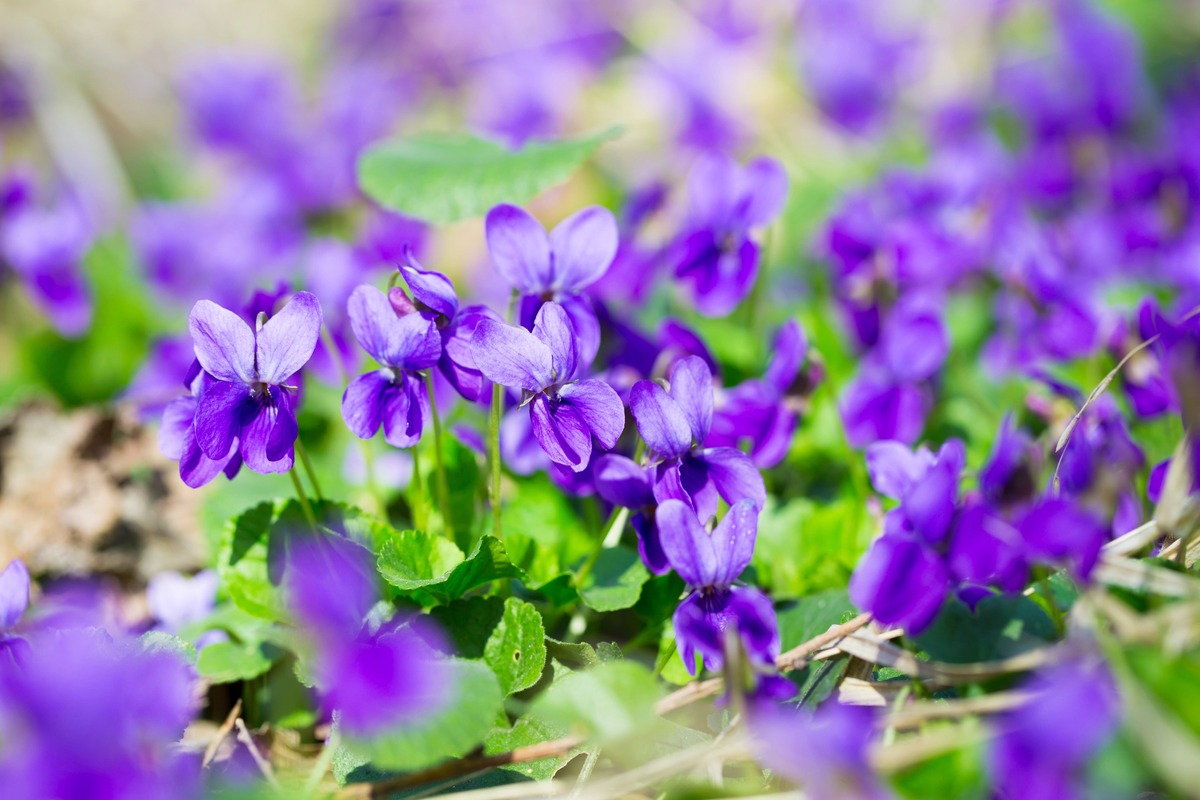 Viooltjes zaaien: zo doe je dat!