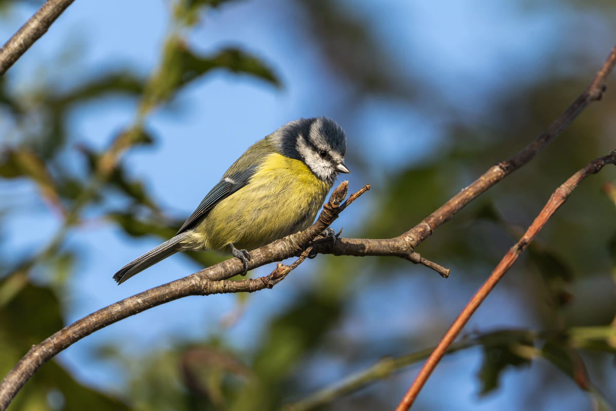tuinvogels aantrekken