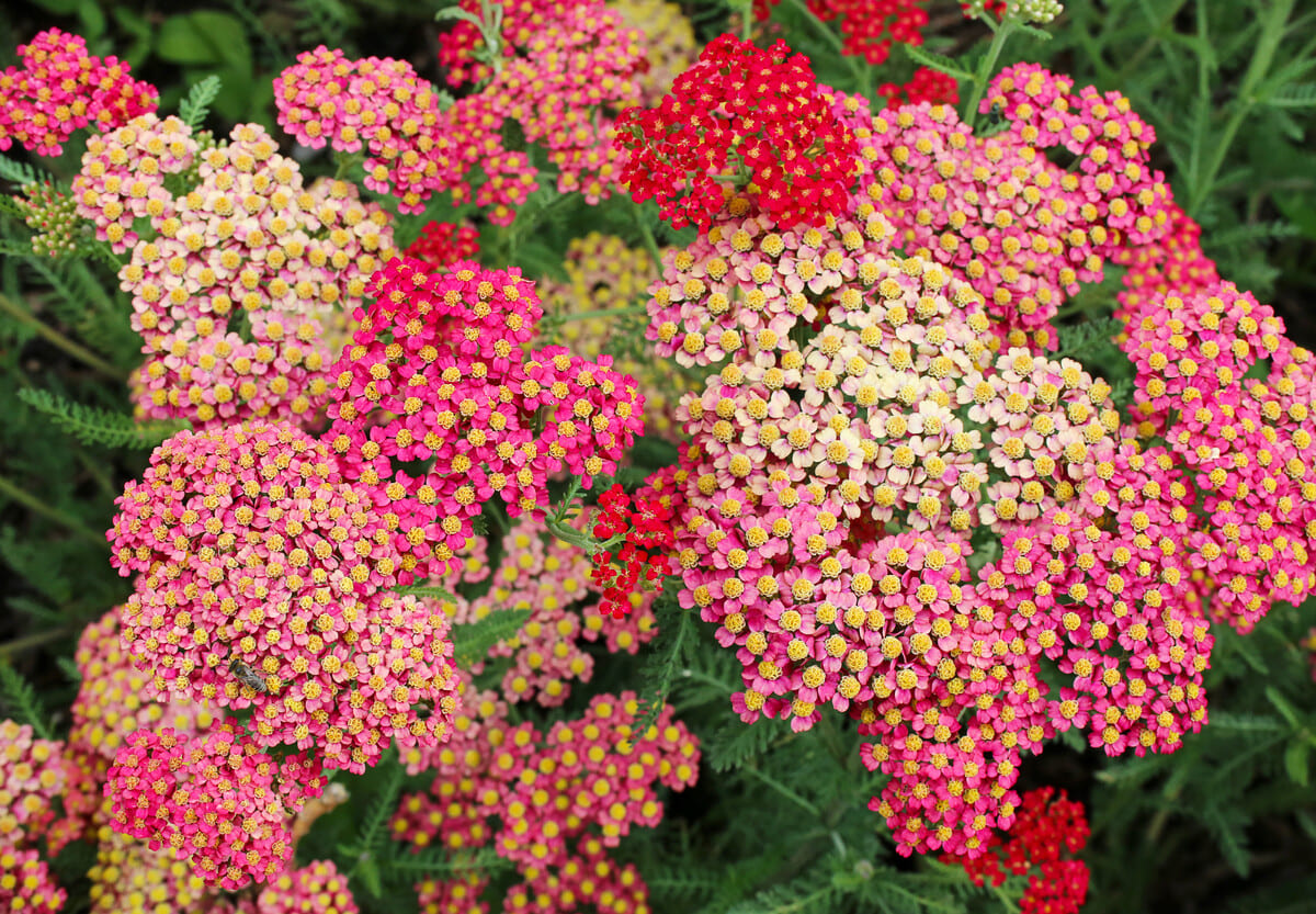 Natuurlijk bestrijden: zaai deze beschermplanten