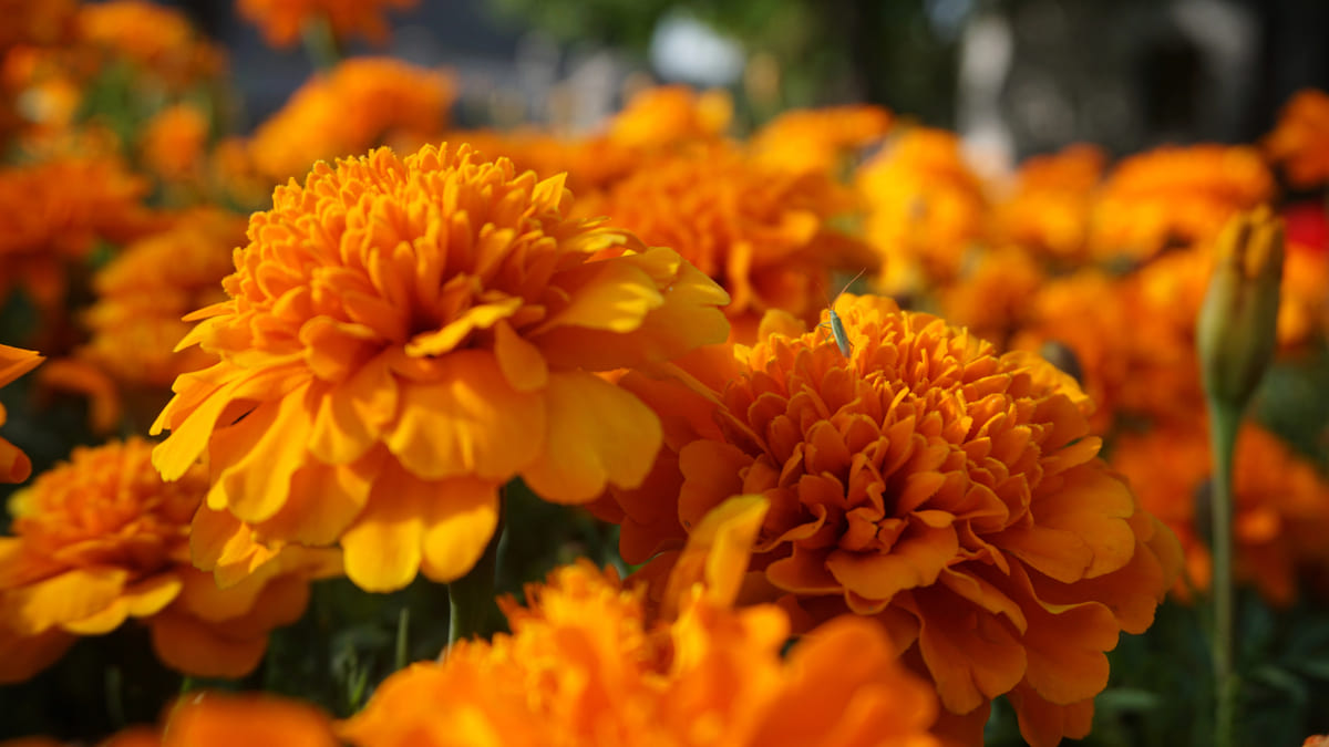 Natuurlijk bestrijden: zaai deze beschermplanten