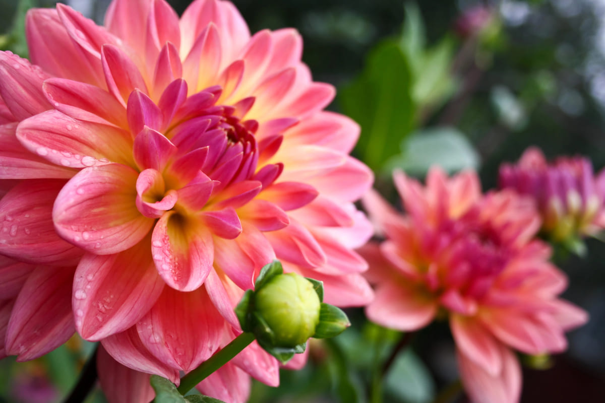Zomerbollen voortrekken (zoals dahlia's)