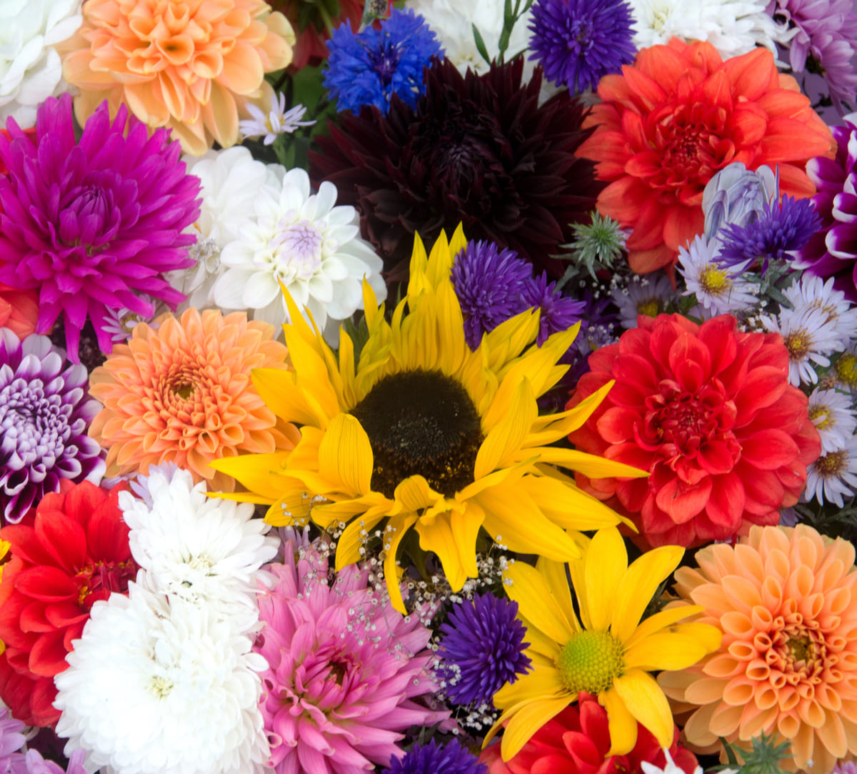 Zomerbollen voortrekken (zoals dahlia's)