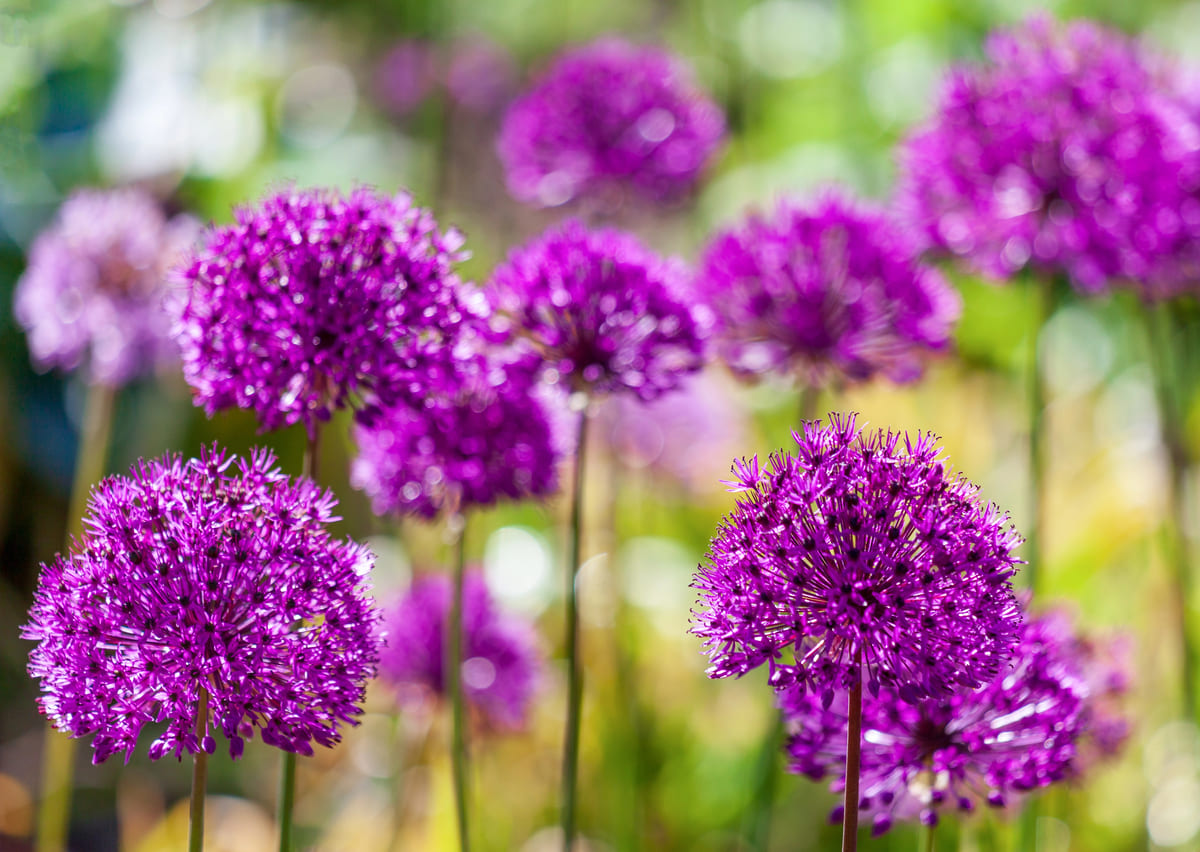 Nu planten, straks een spektakel: lentebollen