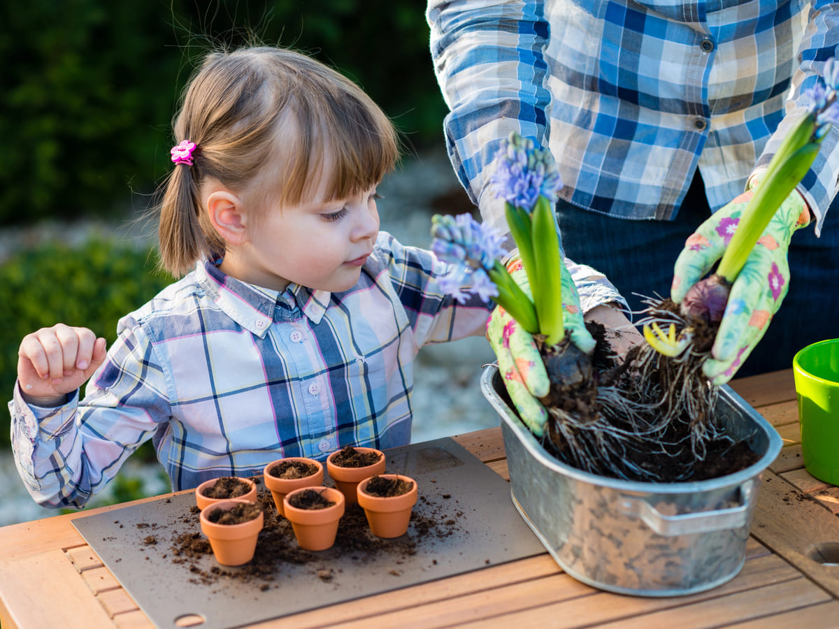 zo gedaan bloembollen planten