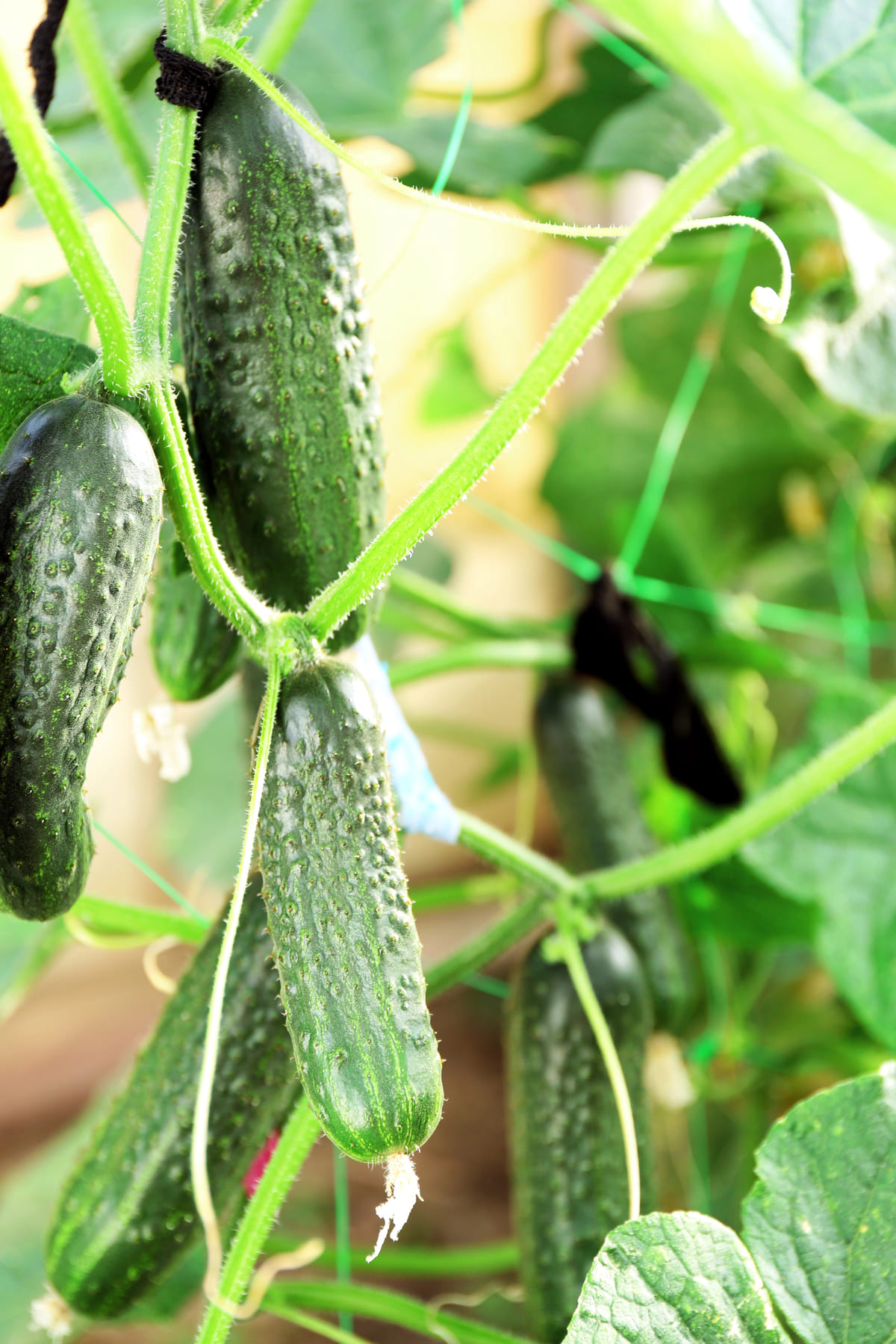 Planten steunen, verstevigen en laten klimmen, zo doe je dat