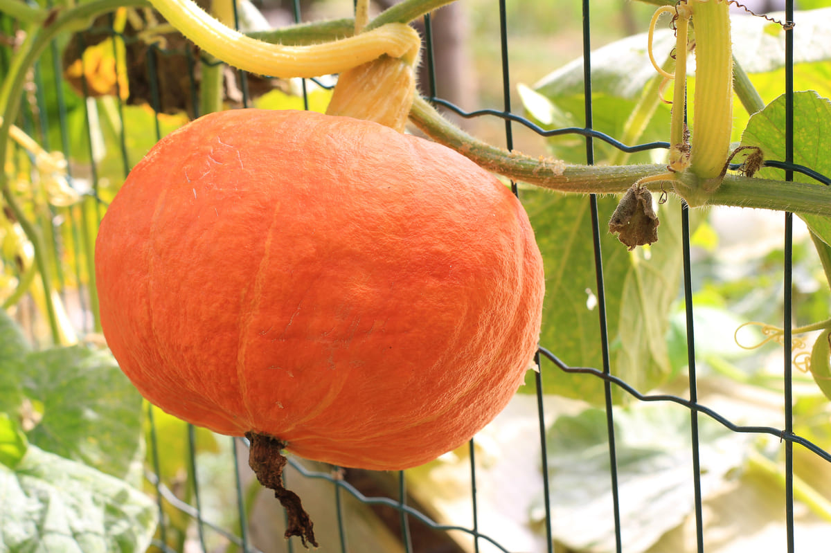 raamwerk en spiralen