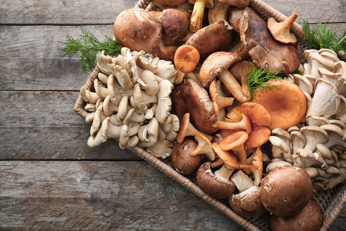 Zelf oesterzwammen en champignons kweken