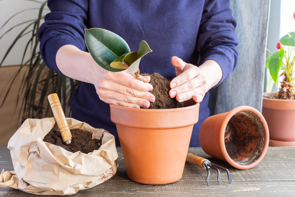 12x originele kamerplanten die je zelf kunt opkweken