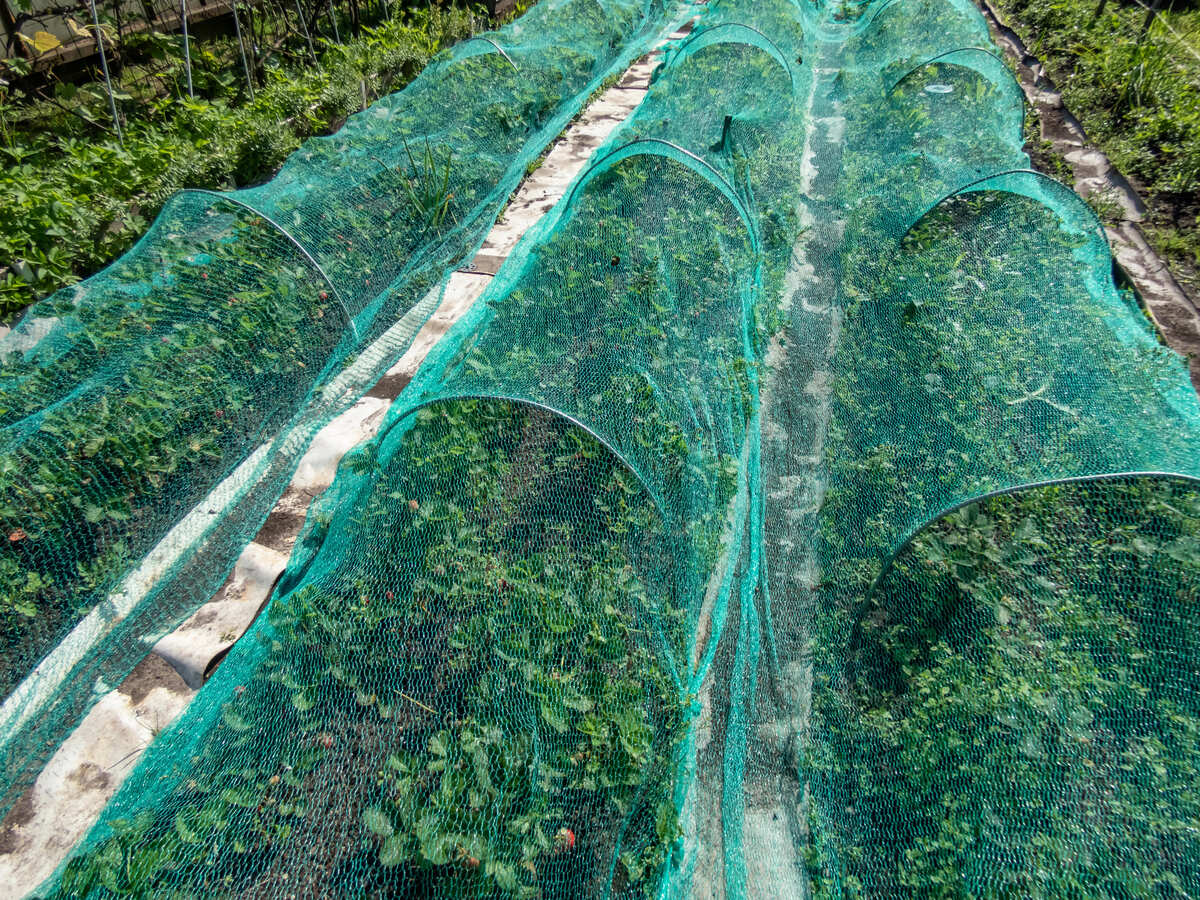 Planten beschermen tegen vorst