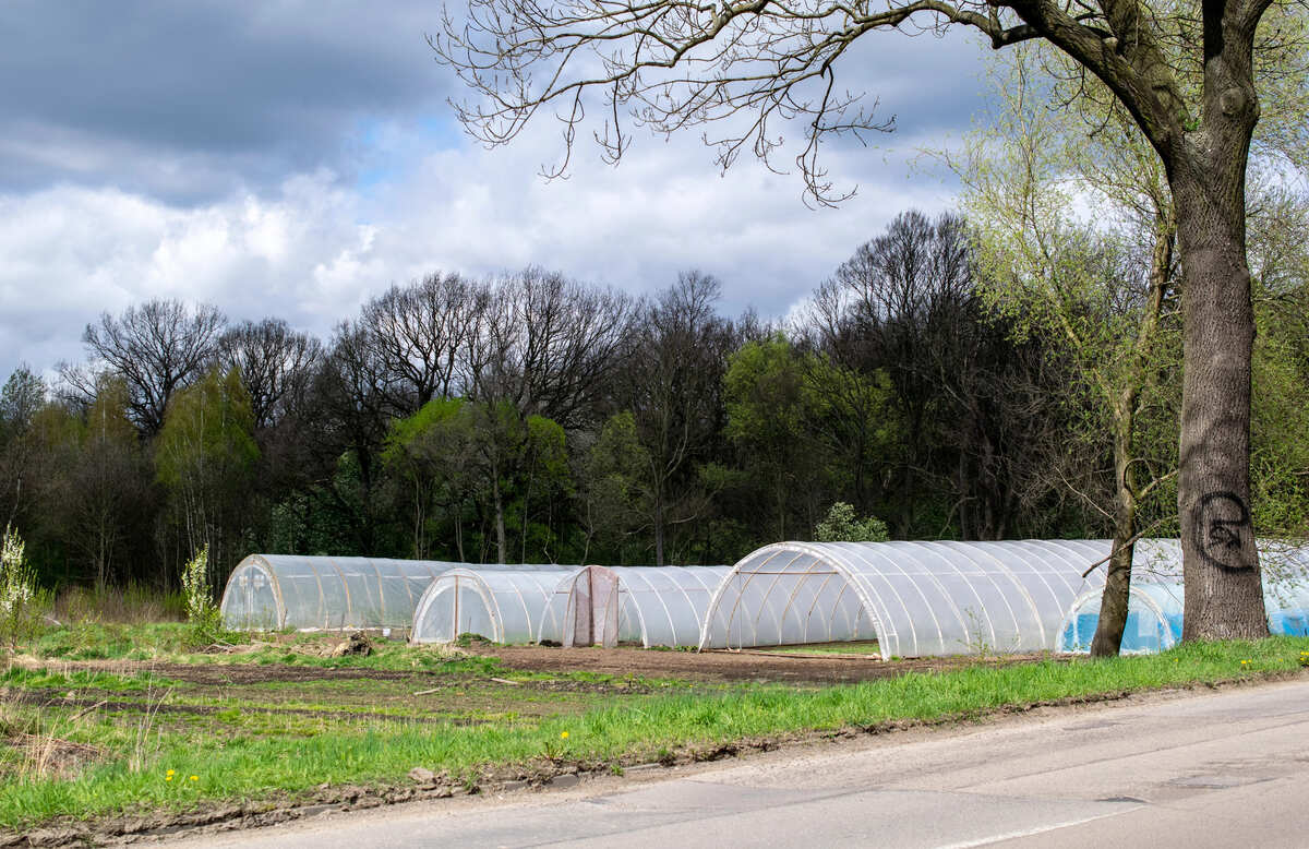 Kweken in een folietunnel