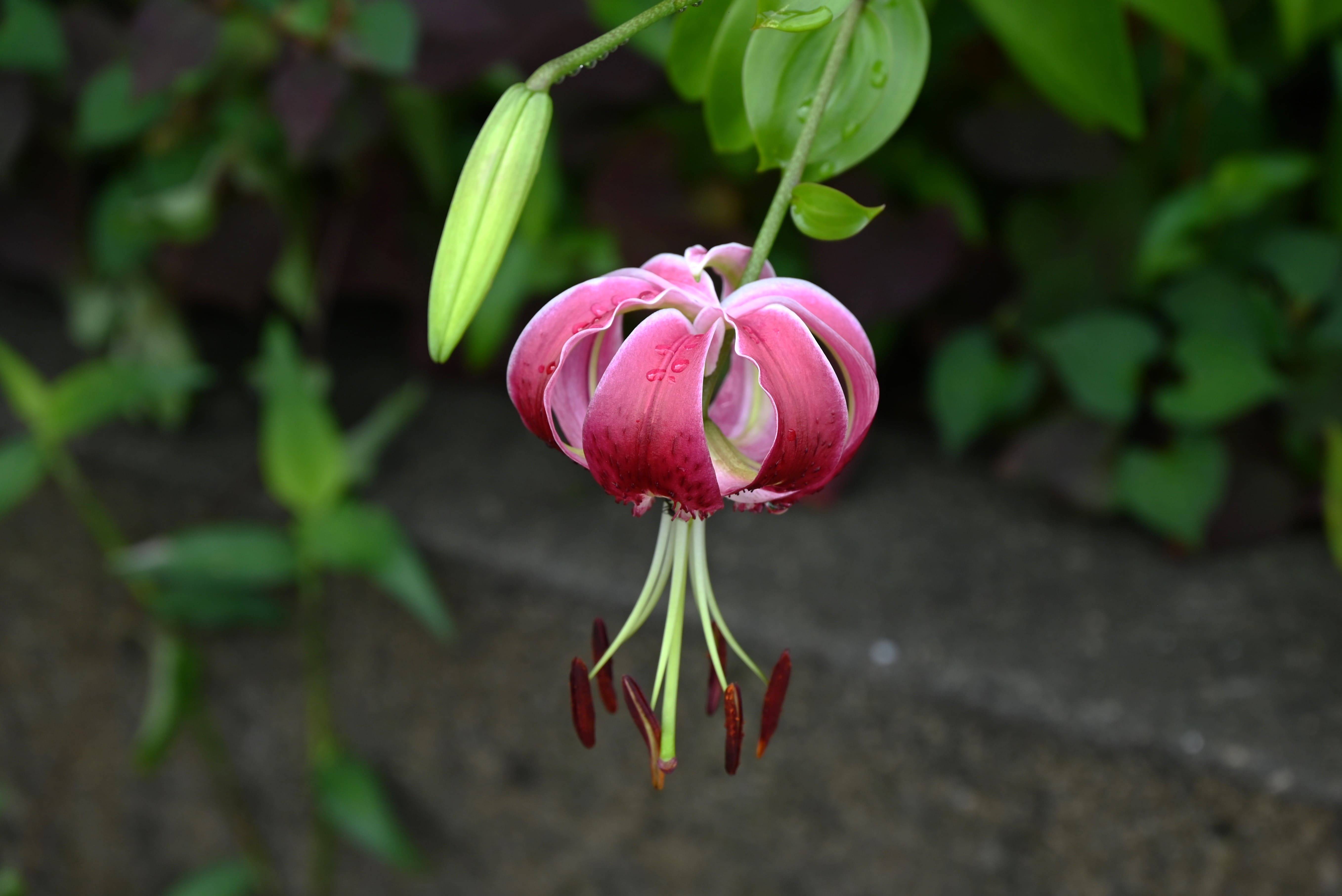 varieren met zomerbollen