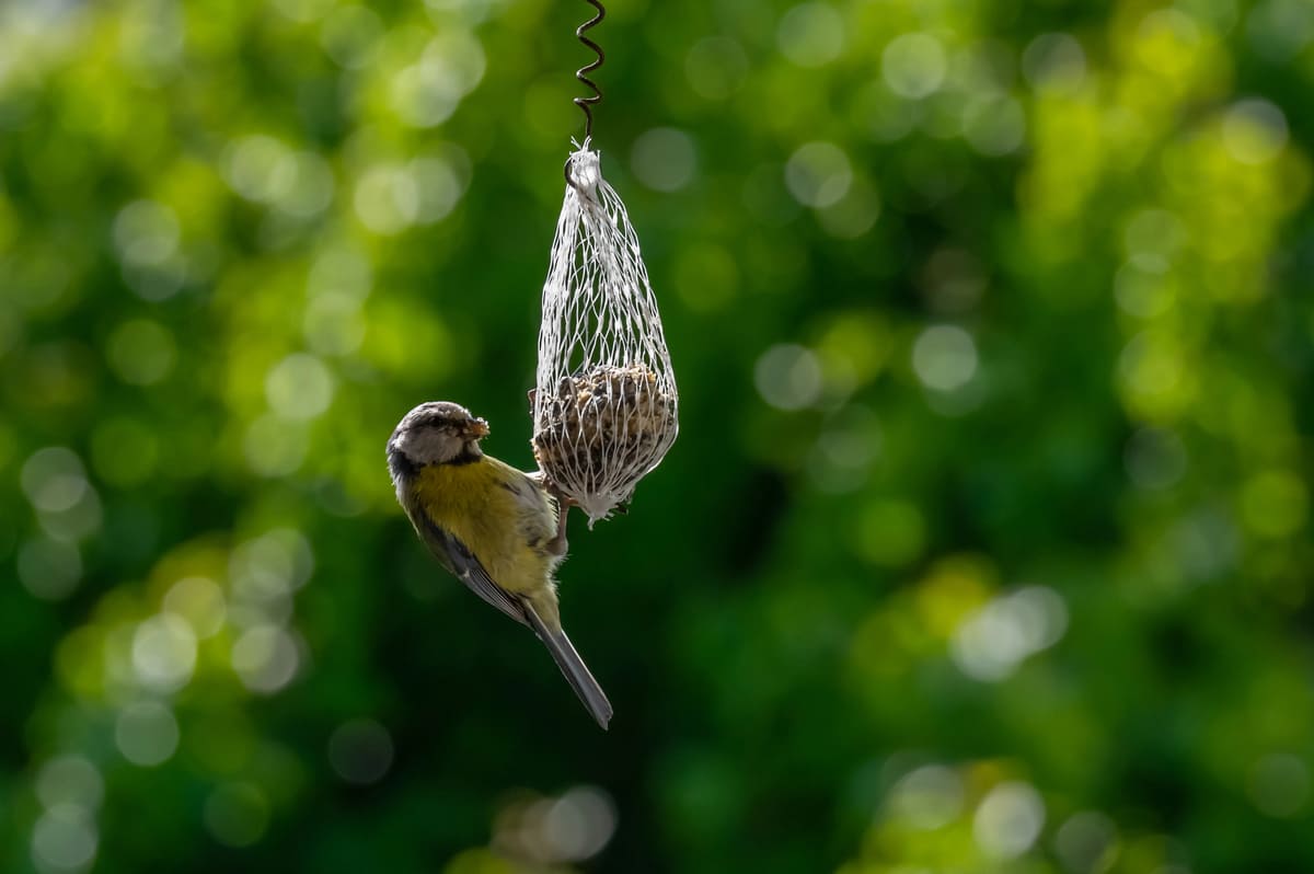 Vogels in de tuin voeren: leuk én nuttig!