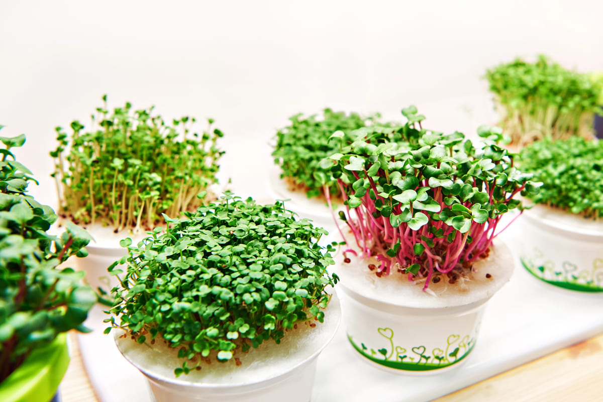 Buzzy Microgreens: snel, gezond en gemakkelijke kiemgroenten