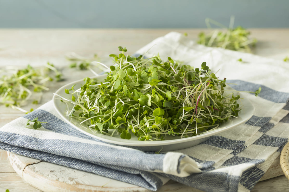 Buzzy Microgreens: waarom kiemgroenten zo gezond zijn