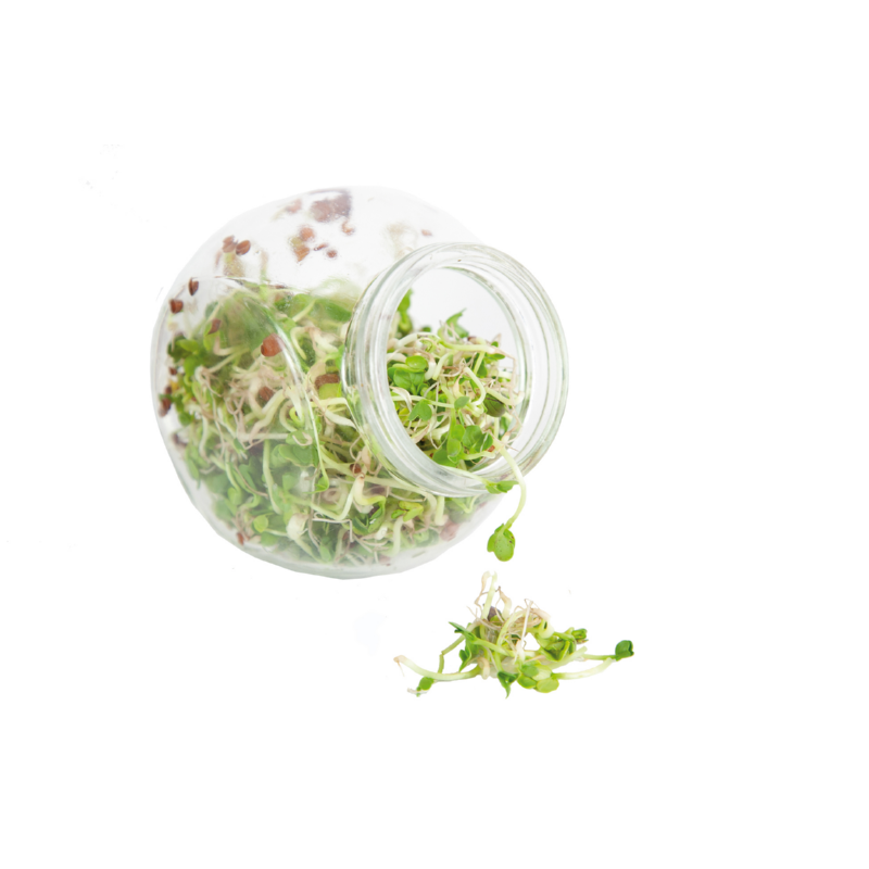 hoe kweek je ze spruitpot