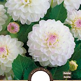 Dahlia Pompon Eveline 1 stuks