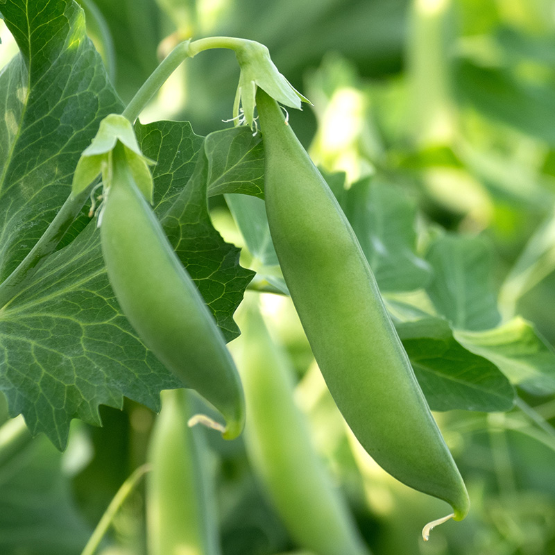 Bolster Sugar snap Zaden Nairobi