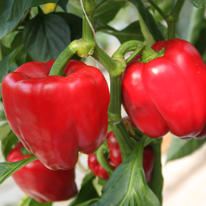 Bolster Blokpaprika Zaden Olly F1
