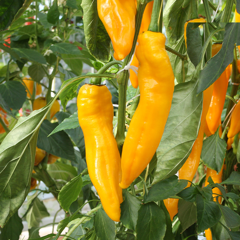 Bolster Zoetpuntpaprika Zaden Zazu