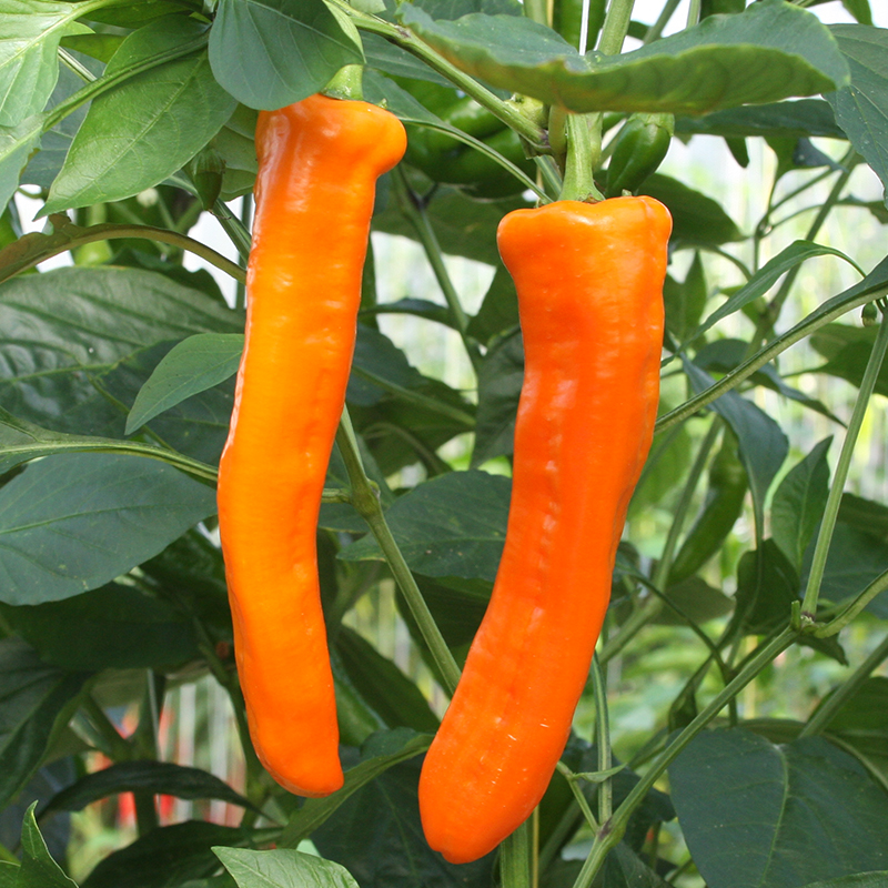 Bolster Zoetpuntpaprika Zaden Kyra