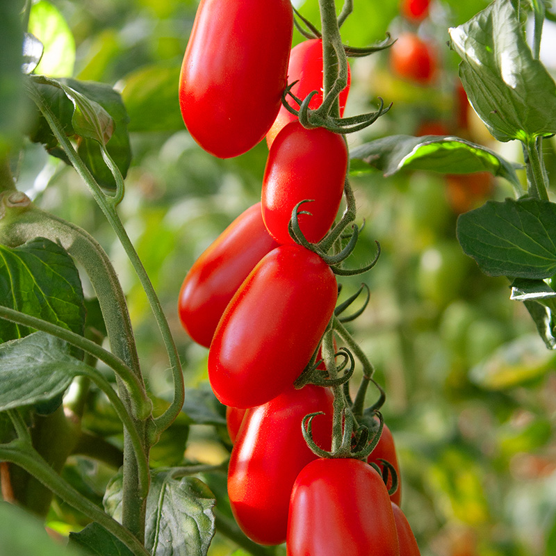 Bolster Midi San Marzano-tomaat Zaden Phiavita F1