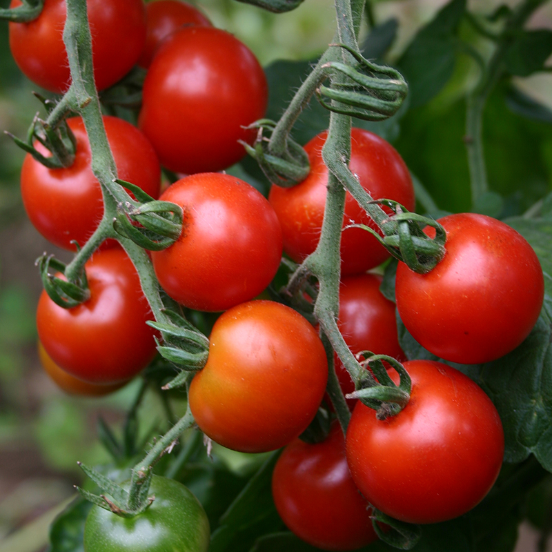 Bolster Cherrytomaat Zaden Zuckertraube