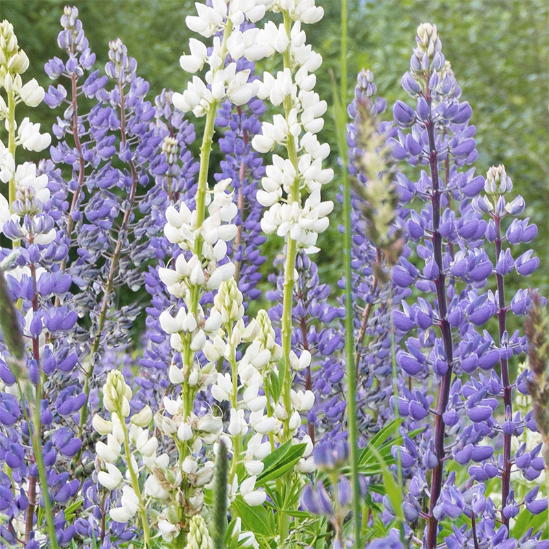 Bolster Blauwe lupine Zaden