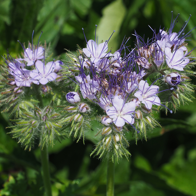Bolster Phacelia Zaden