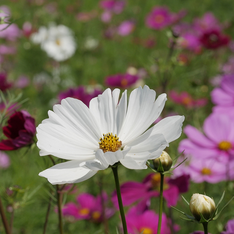 Bolster Cosmea Zaden gemengd