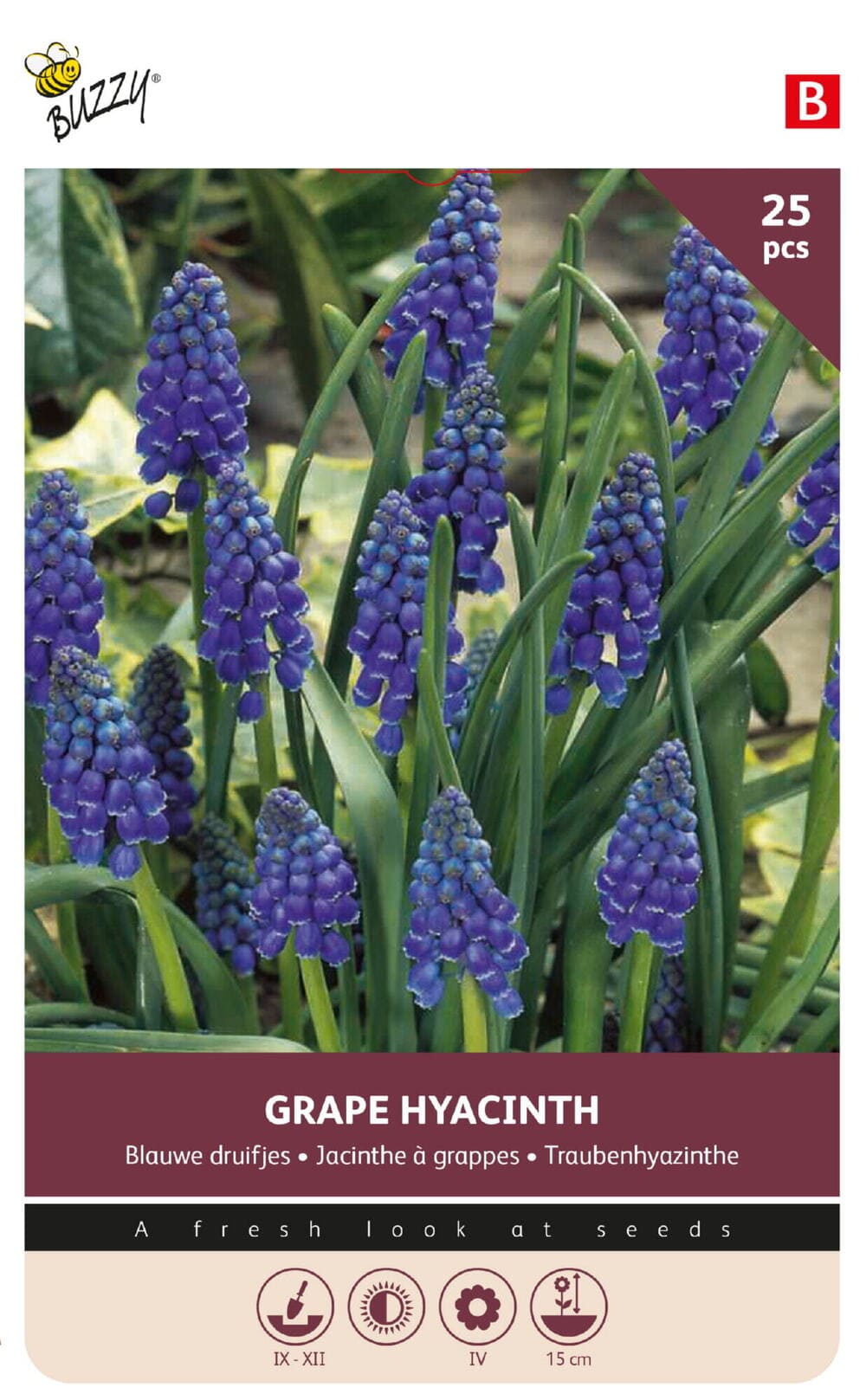Blauwe Druifjes bollen Grape Hyacinth 25st.
