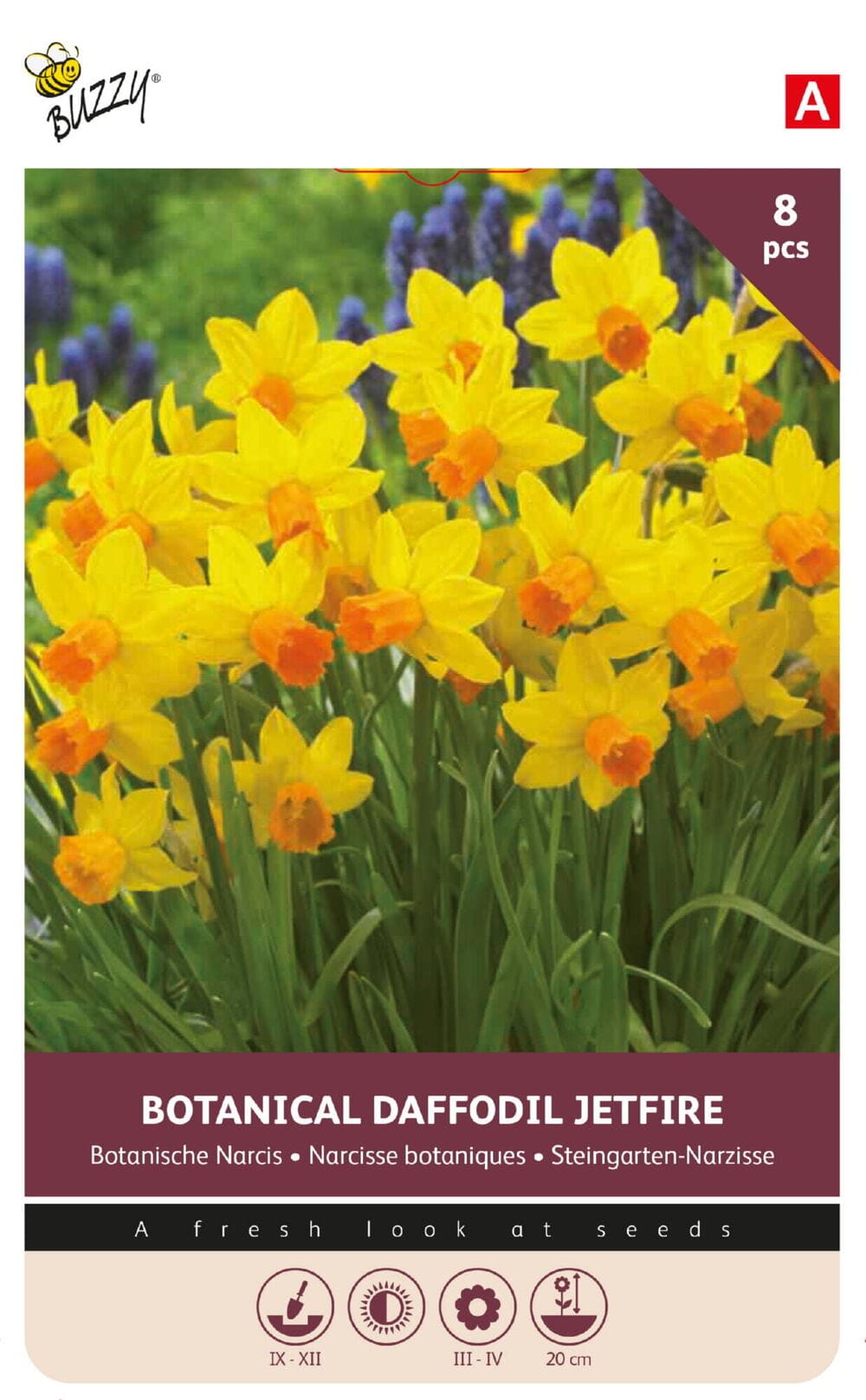 Botanische Narcissen bollen Daffodil Jetfire