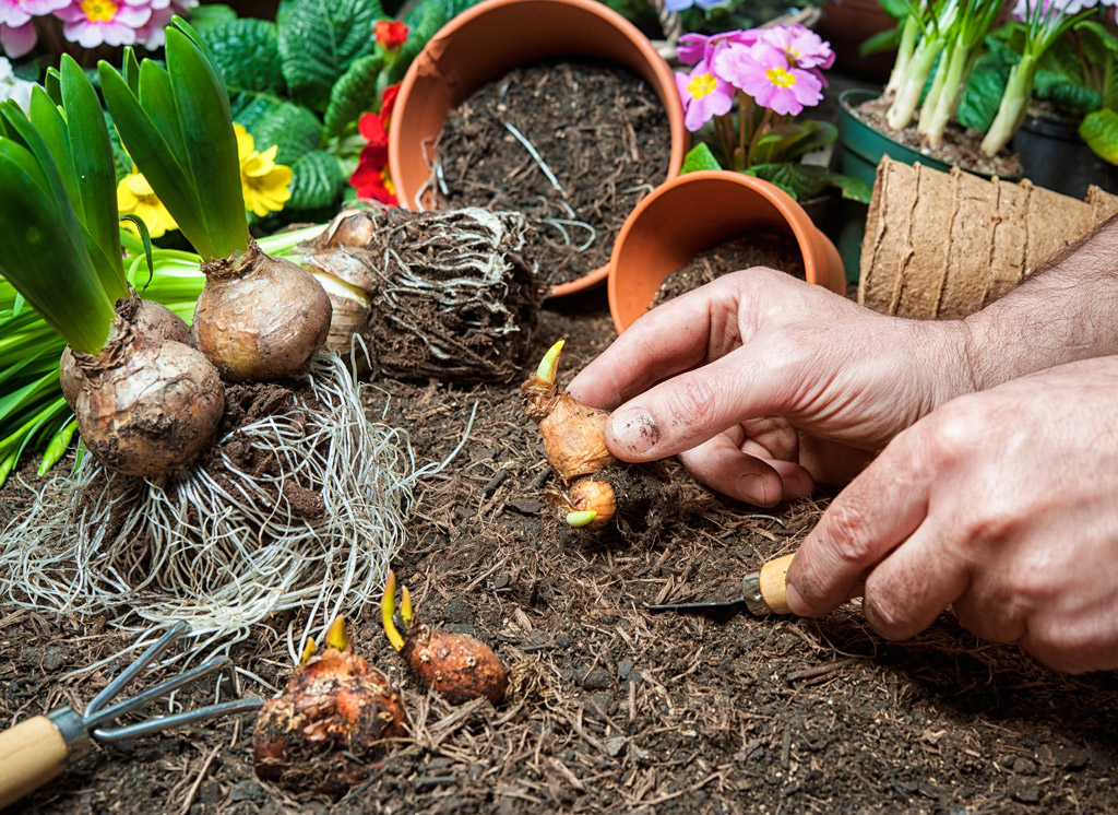 Bloembollen Voorjaar